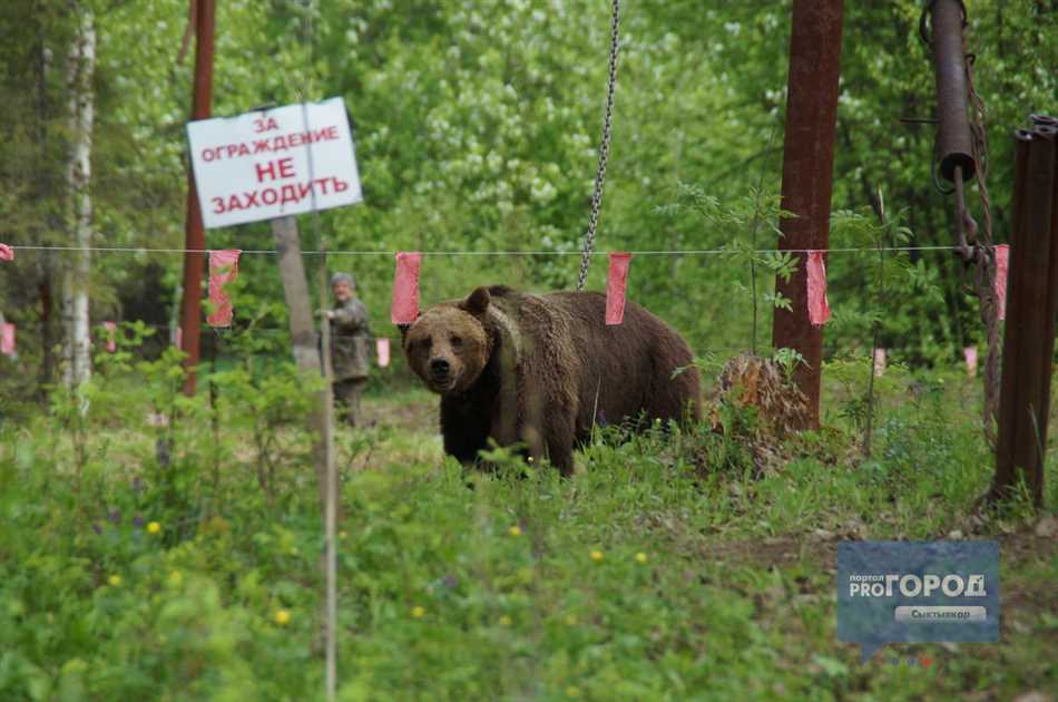 Каковы риски попытки унюхать медведя в лесу?