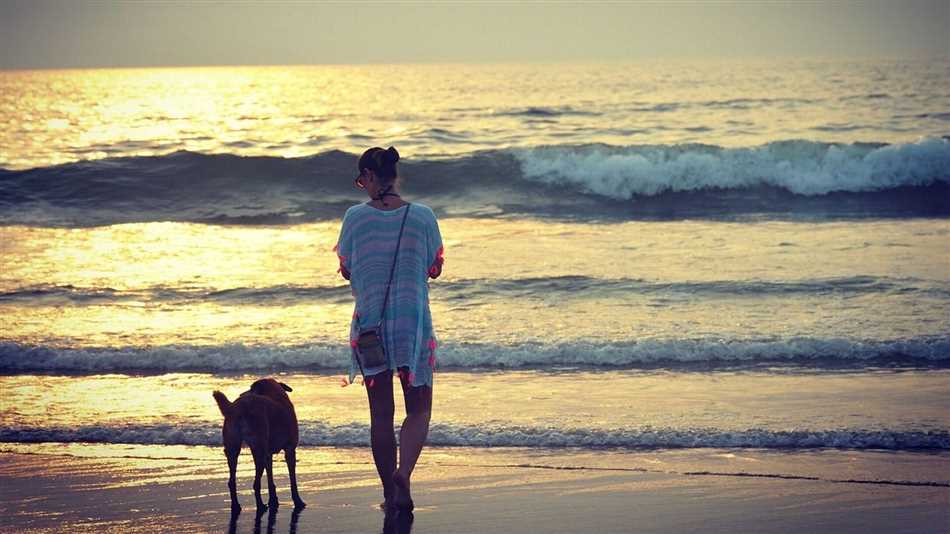 Преимущества и недостатки выгула собак на пляже