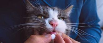 Можно ли витамины для человека давать кошке?