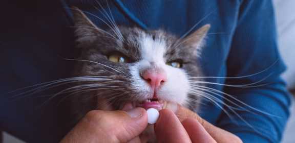 Можно ли витамины для человека давать кошке?