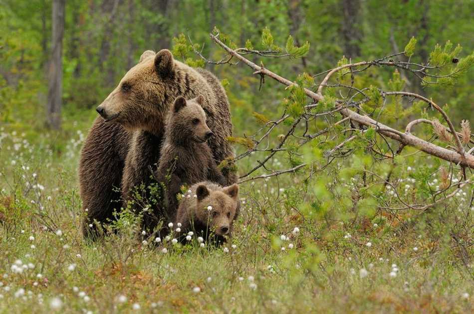 Особенности поведения бурого медведя ночью в лесу