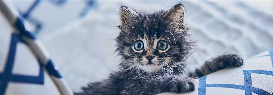 Можно ли завести котенка, если у вас на него аллергия?