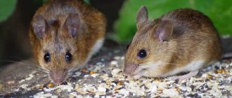 Можно ли дихлофосом спугнуть крысу или мышь?