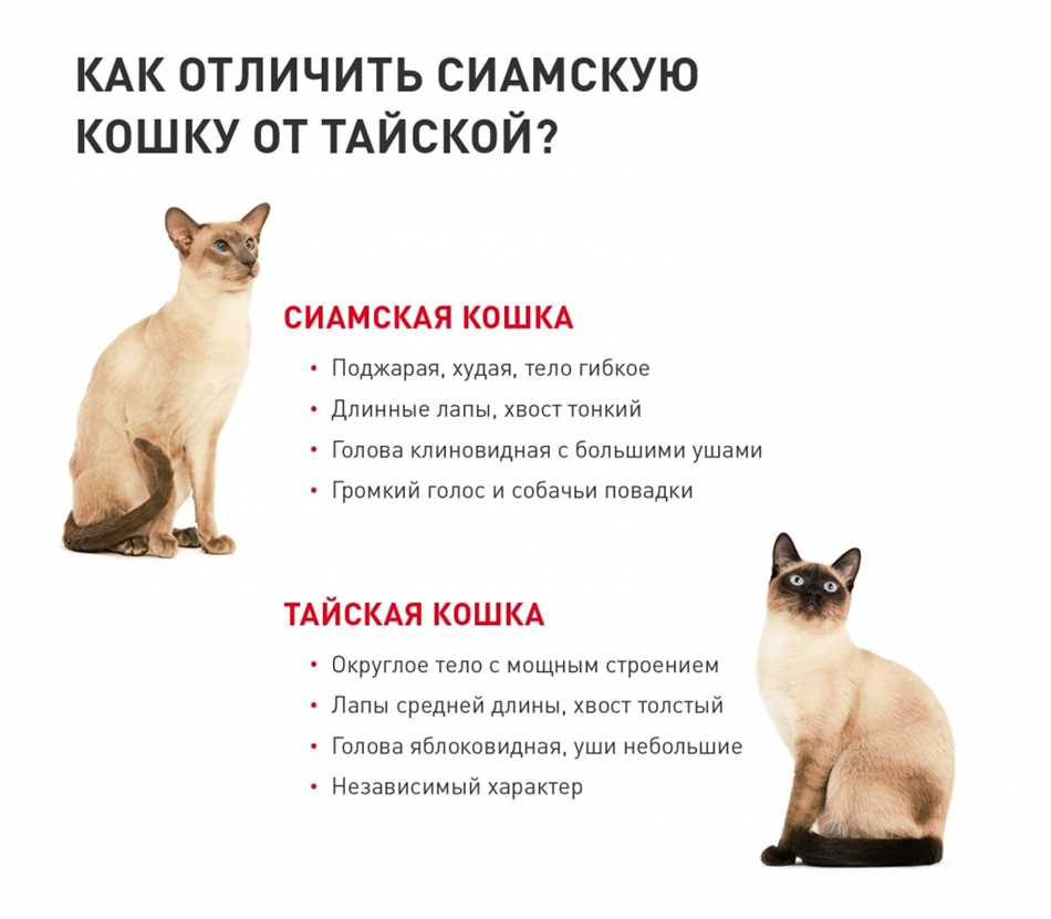 Характеристики внешности тайского кота