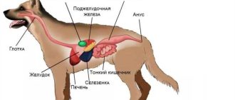 На какие крупы бывает аллергия у собак?