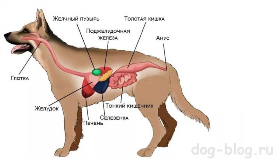 На какие крупы бывает аллергия у собак?