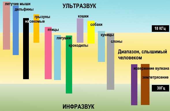 На какой частоте кошки слышат ультразвук?