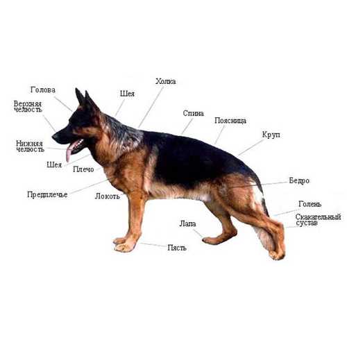 На каком месте по уму находится немецкая овчарка?