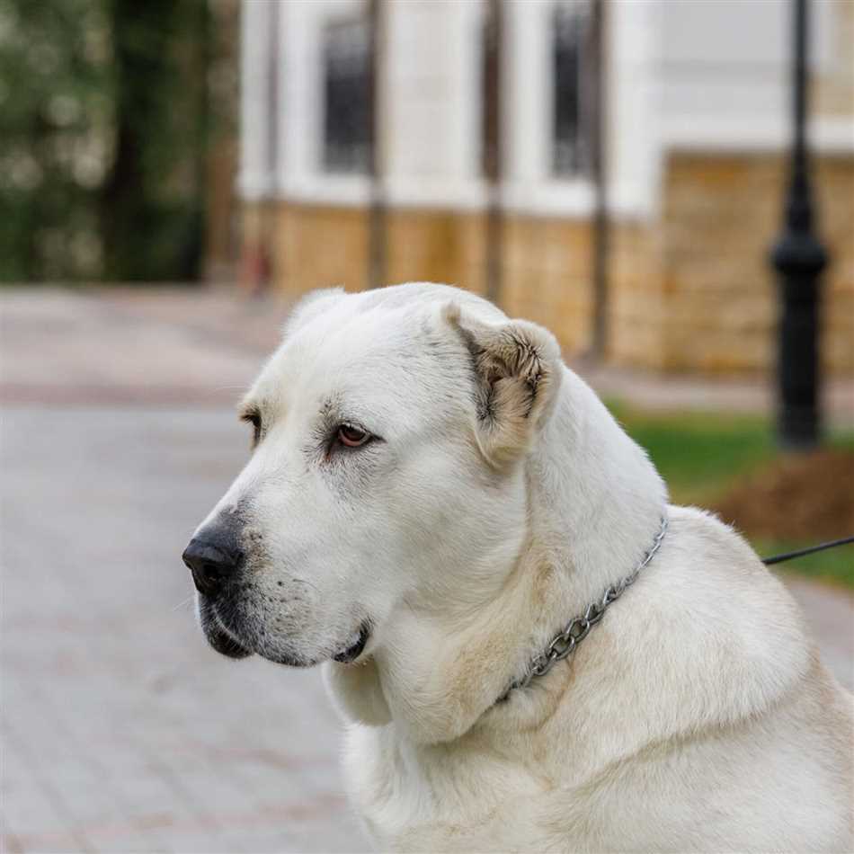 Алабай - порода собаки, которая вызывает страх и уважение