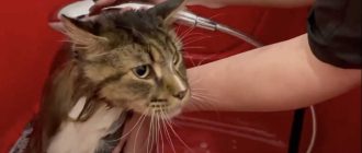 Надо ли мыть кошек после прогулок абиссинская порода?