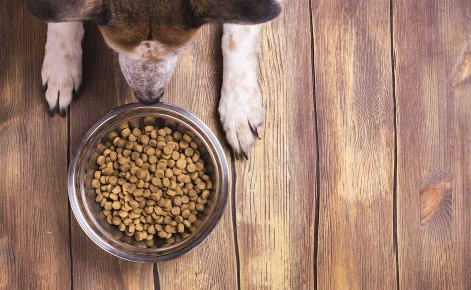 Почему солить кашу с мясом для собак нежелательно