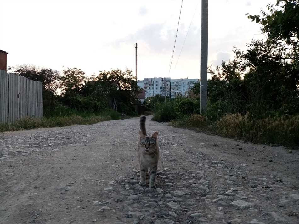 Насколько пропадают коты в загуле?