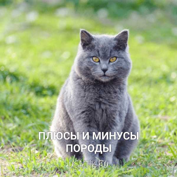 Почему шотландские прямоухие кошки так популярны?