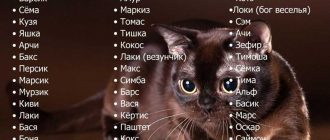 Необычные имена для котов квшные