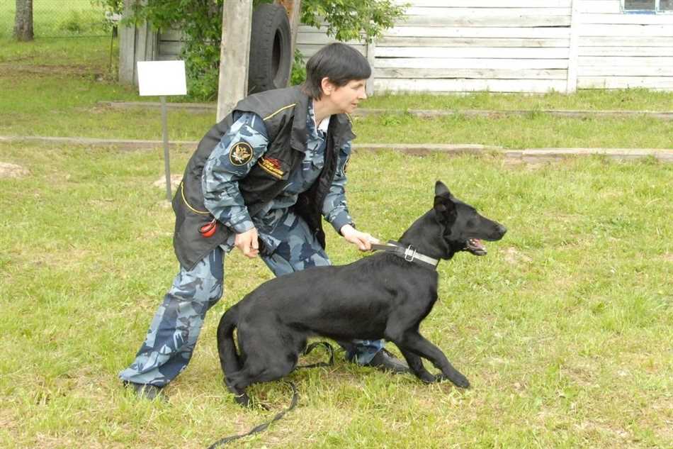 Нужна ли собака для обучения на кинолога?