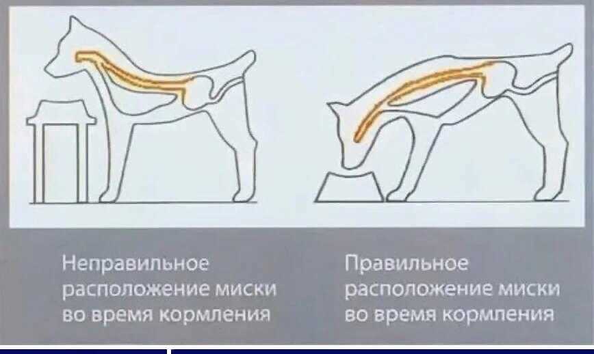 Зачем собаке подставка под миски?