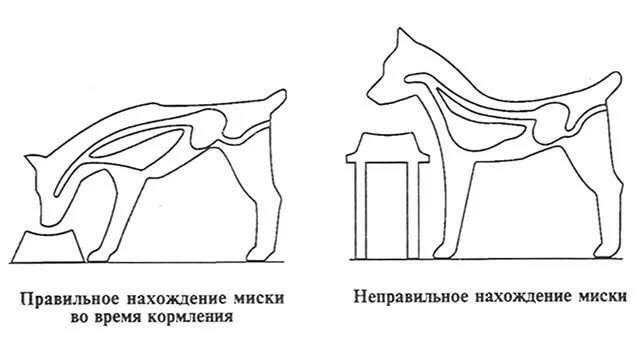 Предотвращение перевертывания мисок