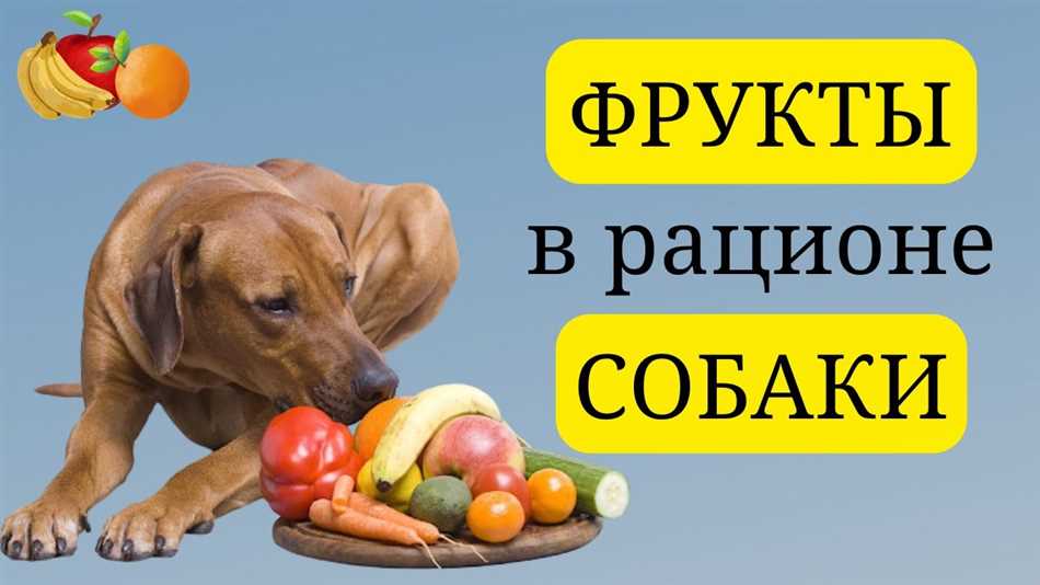 Как предложить овощи и фрукты собаке?