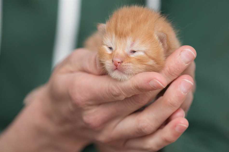 Как помочь новорожденному котенку с залипшим глазом