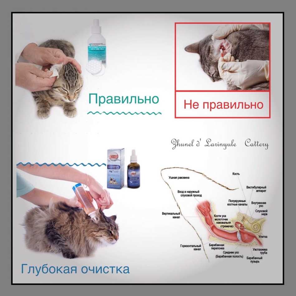 Нужно ли котятам чистить ушки?