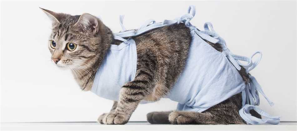 Преимущества стерилизации кошки