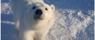 Опасен ли белый медведь для человека?