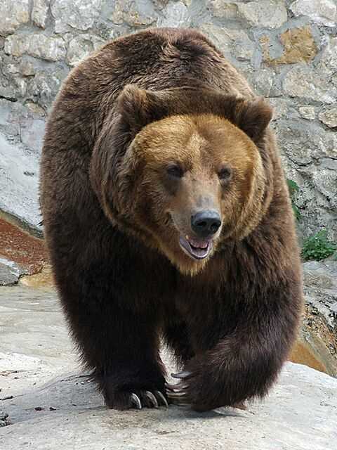 Опасен ли бурый медведь для человека?