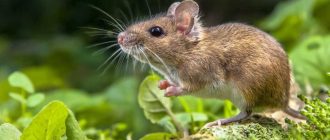 Опасны ли мыши?