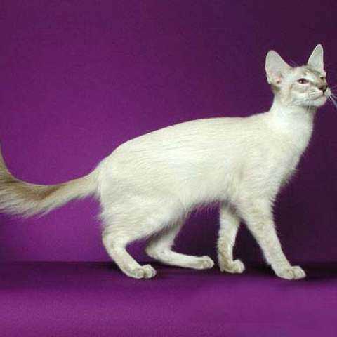 1. Что такое ориентальная длинношерстная кошка?