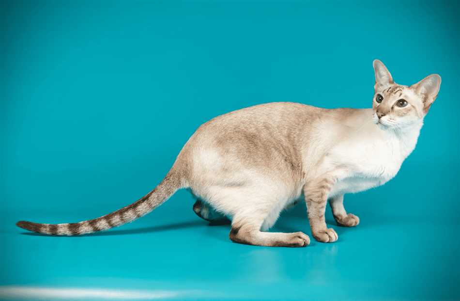 4. Могут ли ориентальные длинношерстные кошки жить в квартире?