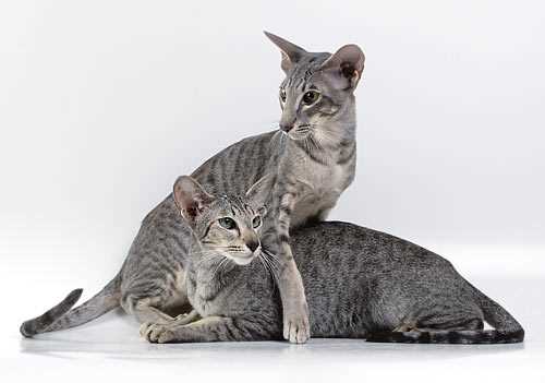 Ориентальная короткошерстная - описание породы, вопросы про Ориентальных короткошерстных кошек.