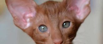 Ориентальная кошка - описание породы, вопросы про Ориентальных кошек.