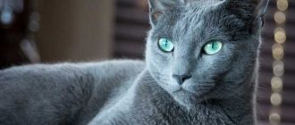 Особенности породы русская голубая кошка