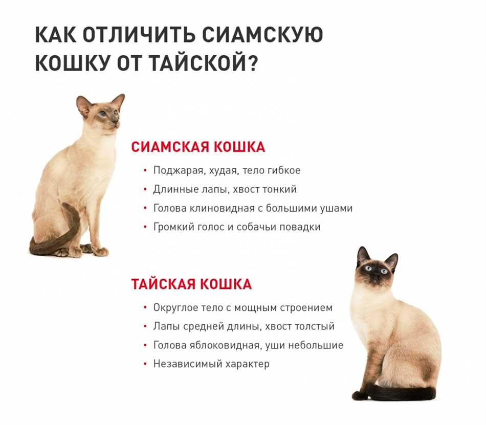 Происхождение и история тайской кошки