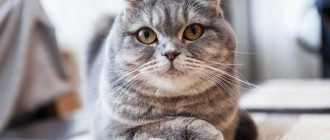 Особенности здоровья шотландских вислоухих кошек