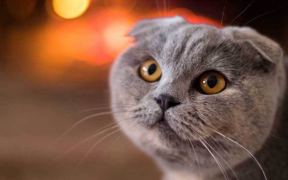 Проблемы со слухом у шотландских вислоухих кошек