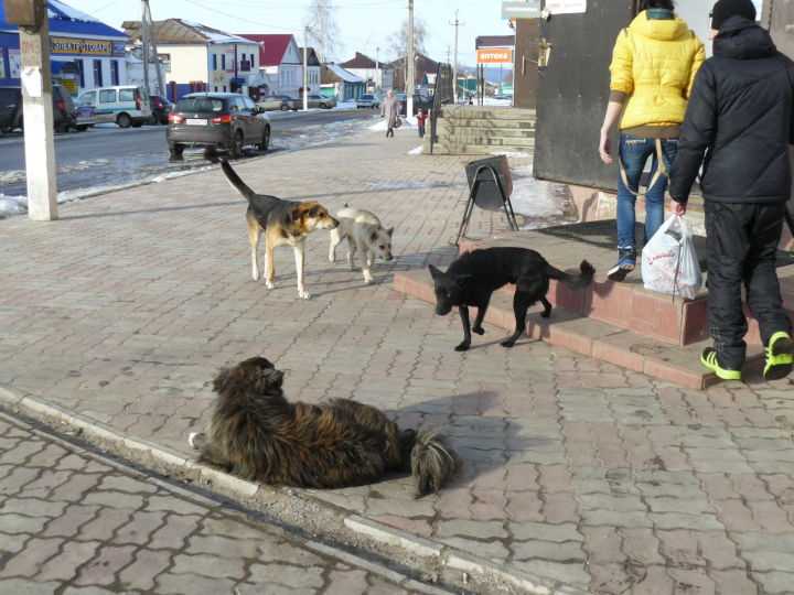 Размножение бездомных собак на улицах