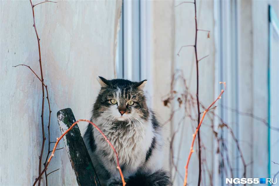 Откуда появилась фраза страшнее кошки зверя нет?