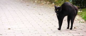 Откуда взялось суеверие про черную кошку?