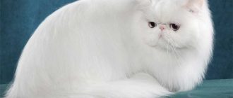 Персидская кошка - описание породы, вопросы про Персидских кошек.