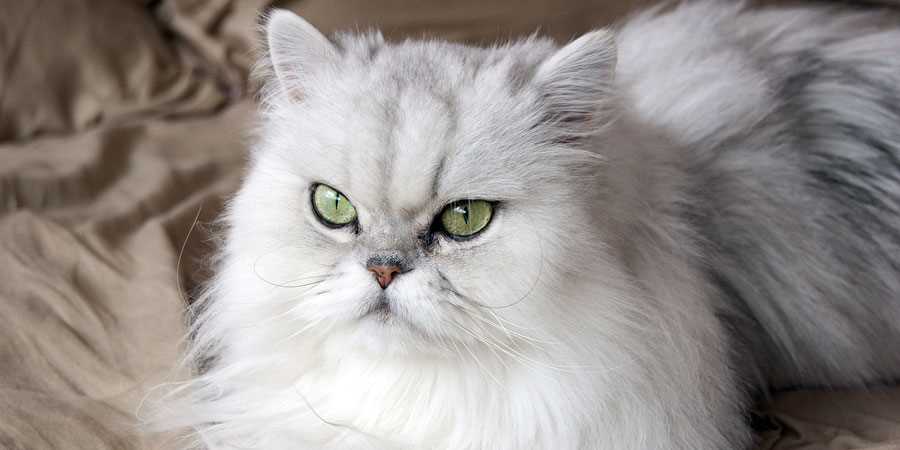 Персидская кошка - описание породы