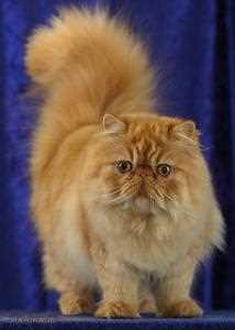 8. Могут ли персидские кошки жить с другими животными?