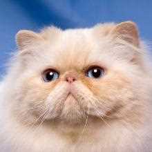 1. Какой характер у персидских кошек?
