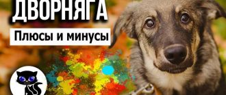 Плюсы и минусы собак