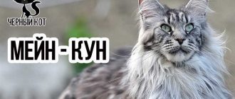 Плюсы мейн кунов