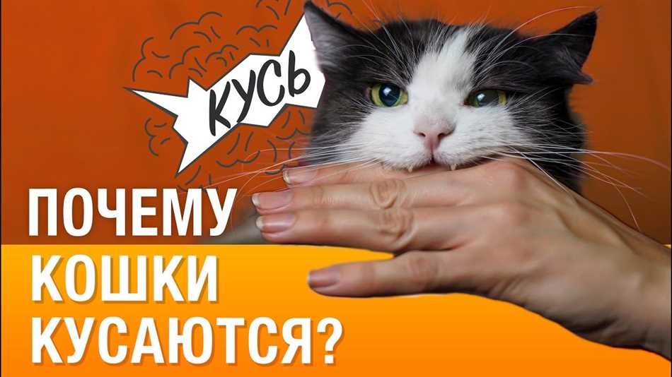 Причины, по которым бенгальские кошки проявляют агрессию