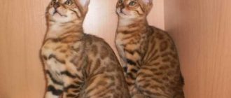 Почему бенгальские коты много мяукают?