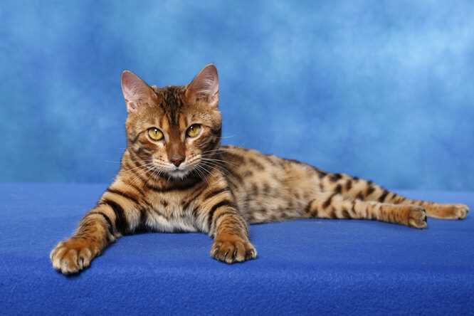 Бенгальские коты: особенности породы