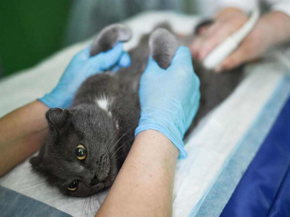Ослабленный иммунитет: почему кошки болеют?