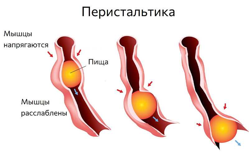 Избыток пищи в желудке котенка